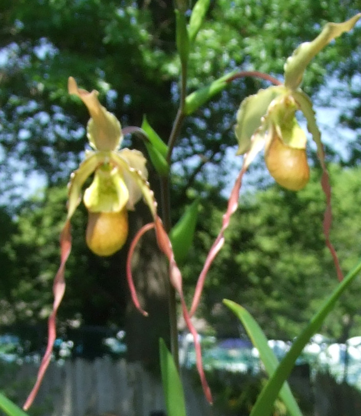 7538 Phrag (Sorcerer's Apprentice 4N x caudatum sanderae)